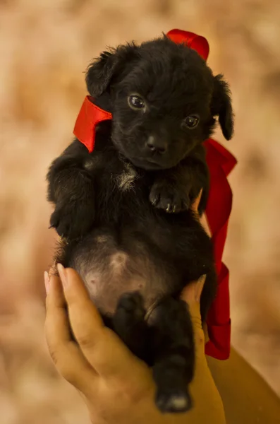 Lindo cachorro perro con un arco — Foto de Stock