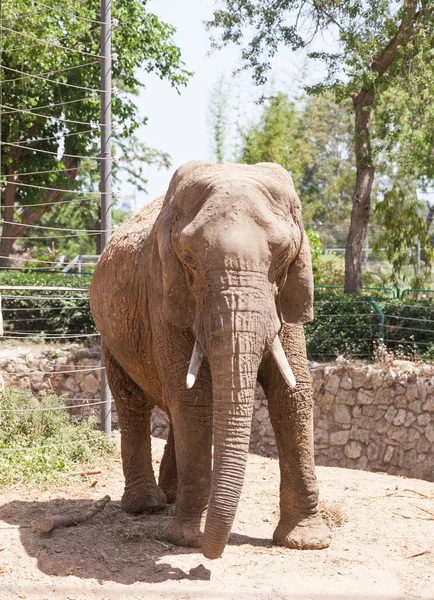 Fundo grande elefante — Fotografia de Stock