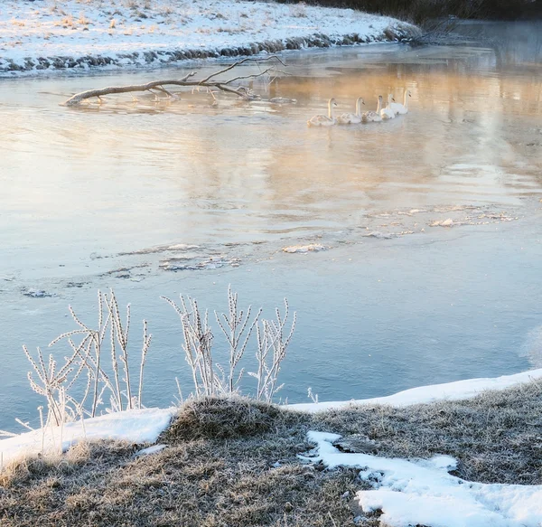 Labutě na řece zimní — Stock fotografie
