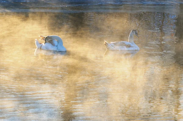 Cisnes en el río de invierno — Foto de Stock