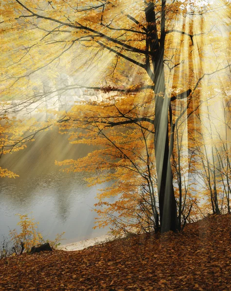 Altın sonbahar sabahı