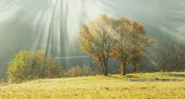 Altın sonbahar sabahı