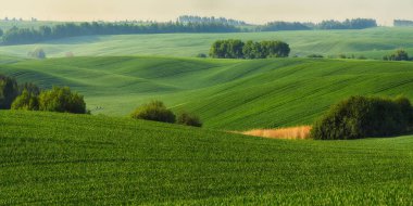 Yeşil buğday tarlalarının yuvarlanan tepeleri. Dalgalı tepeli şaşırtıcı minimalist manzara