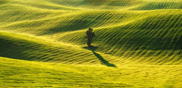 Colinas Onduladas Campos Trigo Verde Increíble Paisaje Minimalista Hadas Con —  Fotos de Stock