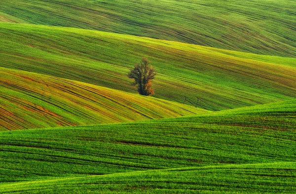 Sanfte Hügel Mit Grünen Weizenfeldern Erstaunliche Märchenhafte Minimalistische Landschaft Mit — Stockfoto