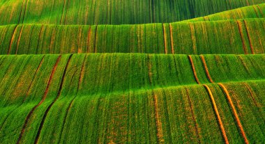 Yeşil buğday tarlalarının yuvarlanan tepeleri. Dalgalı tepeli şaşırtıcı minimalist manzara
