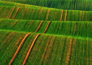 Yeşil buğday tarlalarının yuvarlanan tepeleri. Dalgalı tepeli şaşırtıcı minimalist manzara