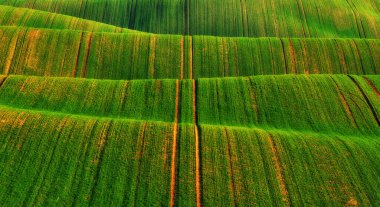 Yeşil buğday tarlalarının yuvarlanan tepeleri. Dalgalı tepeli şaşırtıcı minimalist manzara