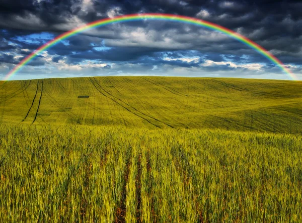 Szenische Ansicht Des Regenbogens Über Dem Grünen Feld — Stockfoto