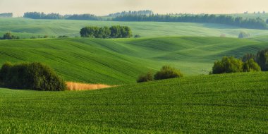 Yeşil buğday tarlalarının yuvarlanan tepeleri. Dalgalı tepeli şaşırtıcı minimalist manzara