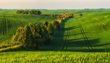Yeşil buğday tarlalarının yuvarlanan tepeleri. Dalgalı tepeli şaşırtıcı minimalist manzara