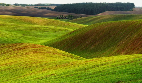 Rollende Heuvels Van Groene Tarwevelden Verbazingwekkende Sprookjesachtige Minimalistische Landschap Met — Stockfoto