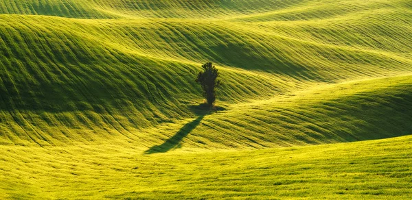 Rollende Heuvels Van Groene Tarwevelden Verbazingwekkende Sprookjesachtige Minimalistische Landschap Met — Stockfoto