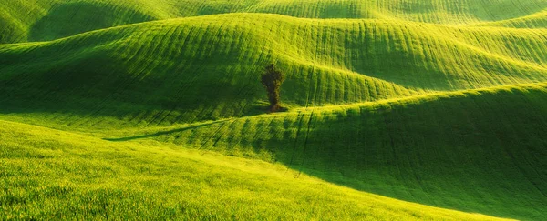 Colinas Campos Trigo Verde Fada Incrível Paisagem Minimalista Com Ondas — Fotografia de Stock