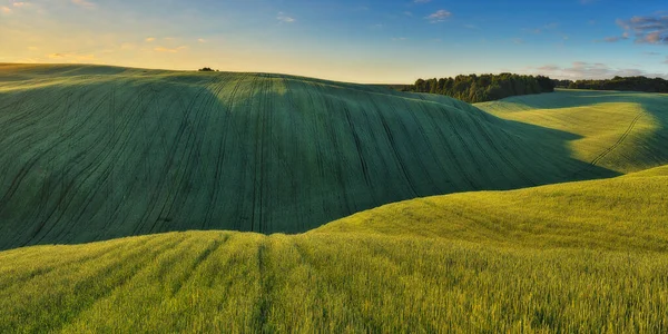 Colinas Onduladas Campos Trigo Verde Increíble Paisaje Minimalista Hadas Con — Foto de Stock