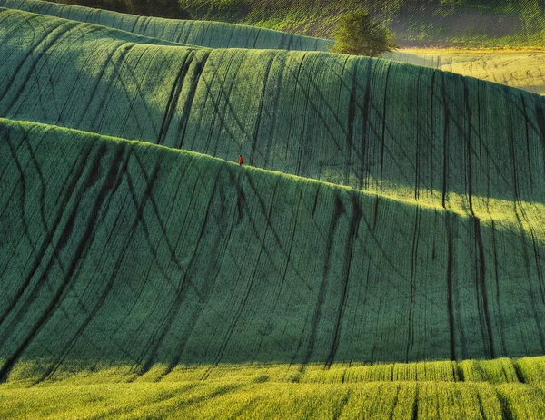 Rullande Kullar Gröna Vetefält Fantastiskt Fairy Minimalistiskt Landskap Med Vågor — Stockfoto