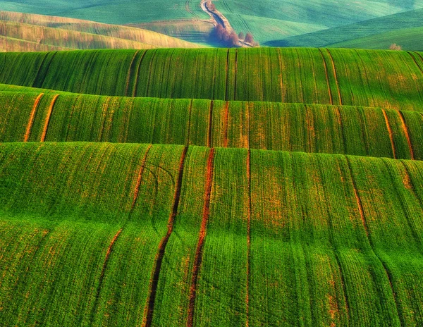 緑の小麦畑の丘陵 波の丘と素晴らしい妖精のミニマルな風景 — ストック写真
