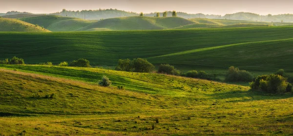 Collines Ondulantes Champs Blé Vert Incroyable Paysage Minimaliste Fée Avec — Photo