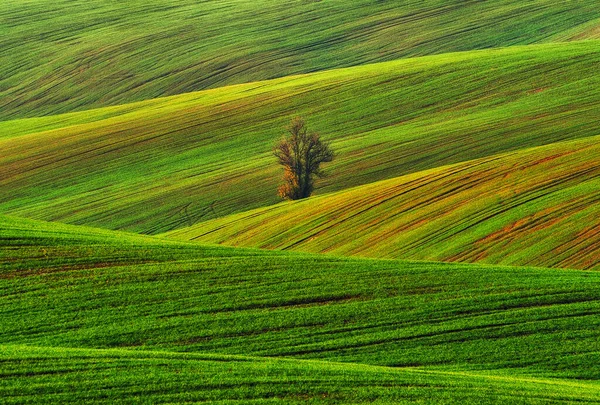 Wzgórza Zielonych Pól Pszenicy Niesamowity Bajkowy Minimalistyczny Krajobraz Falami Wzgórz — Zdjęcie stockowe