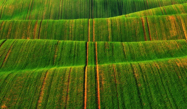 Wzgórza Zielonych Pól Pszenicy Niesamowity Bajkowy Minimalistyczny Krajobraz Falami Wzgórz — Zdjęcie stockowe