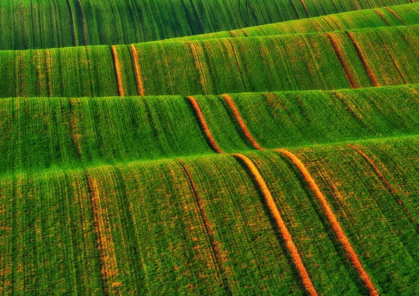 Sanfte Hügel Mit Grünen Weizenfeldern Erstaunliche Märchenhafte Minimalistische Landschaft Mit — Stockfoto