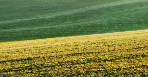 Field — Stock Photo, Image