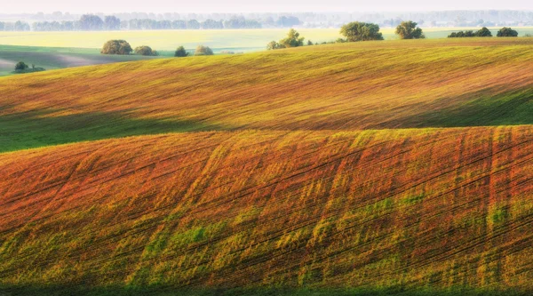 Feld — Stockfoto