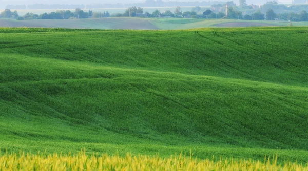 Campo — Foto de Stock