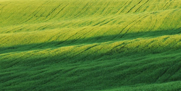 Campo — Foto Stock