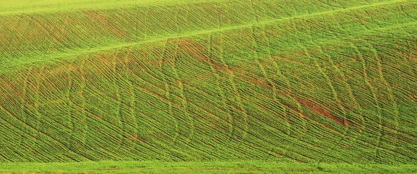 Campo — Fotografia de Stock