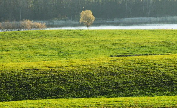 Baum — Stockfoto