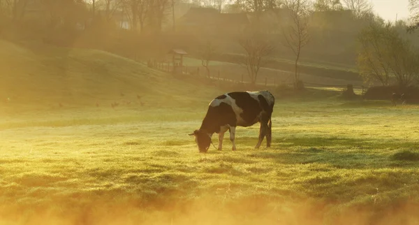 Mucca sul prato — Foto Stock