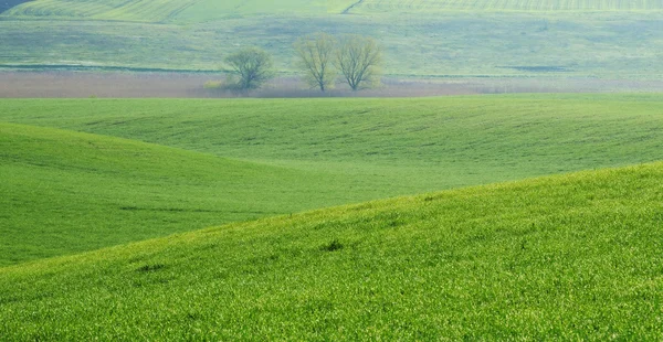 Árboles — Foto de Stock