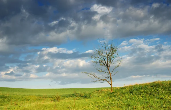 Tree — Stock Photo, Image