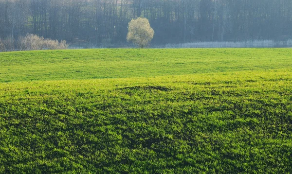 Strom — Stock fotografie