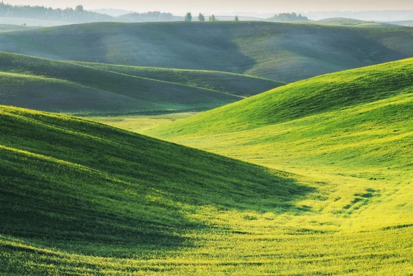 Veld — Stockfoto