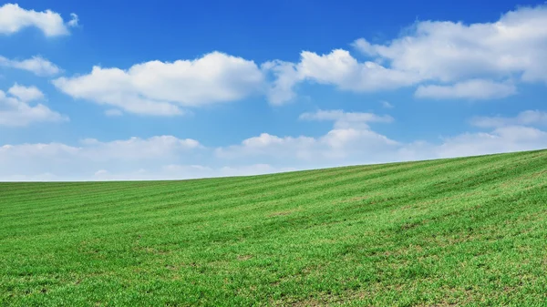 Field — Stock Photo, Image