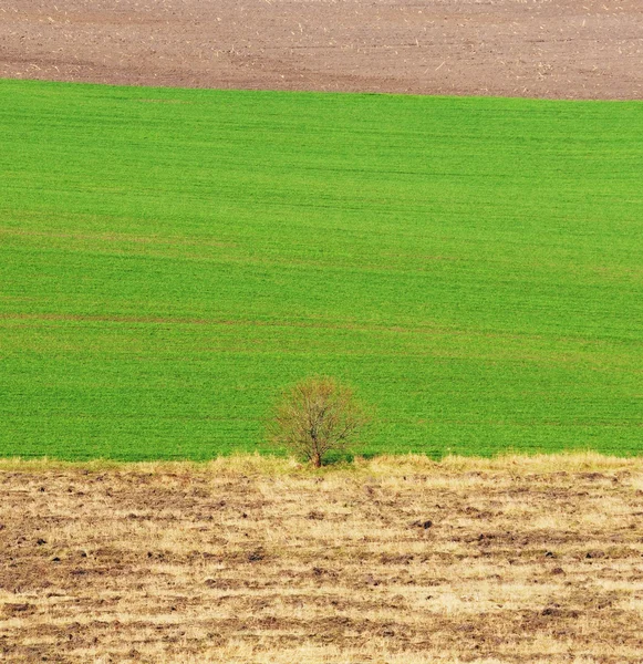 Albero — Foto Stock