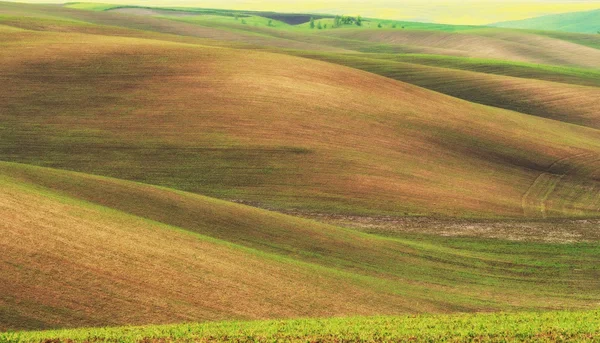 Veld — Stockfoto