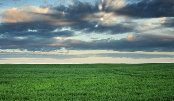 Nuages sur le champ — Photo