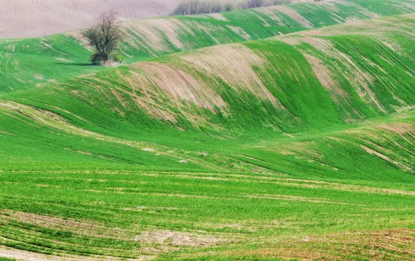 Green hilly field — Stock Photo, Image