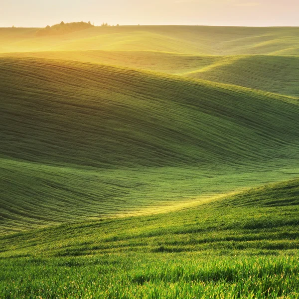 Green hilly field — Stock Photo, Image