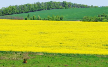 Yeşil tepelik alanın