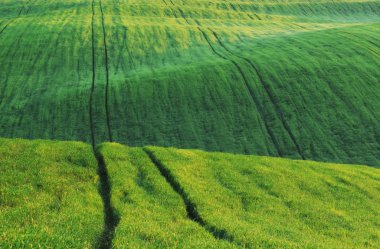 Yeşil tepelik alanın