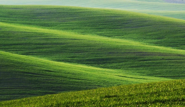 Grönt kuperade fält — Stockfoto