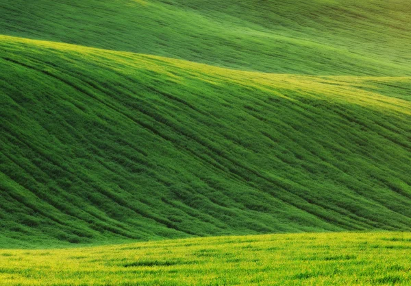 Zielone pole pagórkowaty — Zdjęcie stockowe