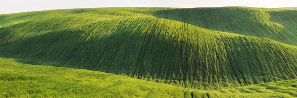 Green hilly field — Stock Photo, Image