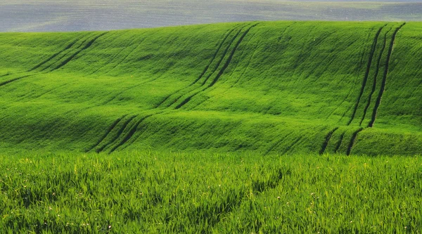 Green hilly field — Stock Photo, Image