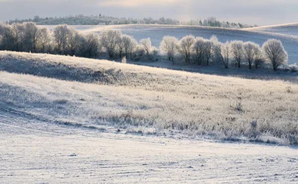 Kopcovité zimní pole — Stock fotografie