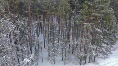 Kışın bir tayga ormanının üzerinde uçmak